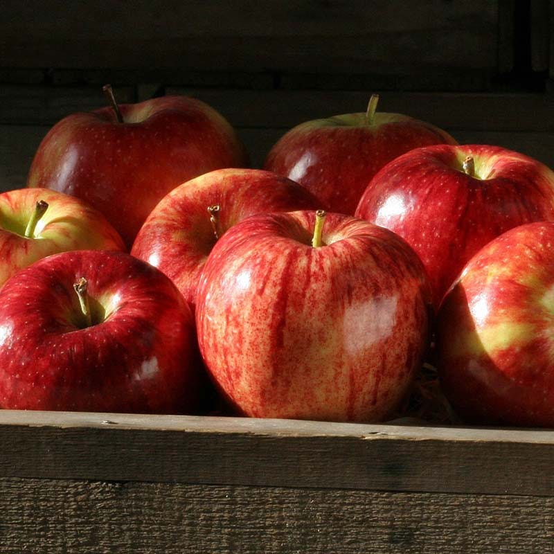 Search products_Manufacturer Price Top Quality Fresh Royal Fruit Gala Red  Delicious Sweet Apples from Uzbekistan 10 Kgs 18 Kgs Telescopic Cardboard  Boxes Atmosphere Protection