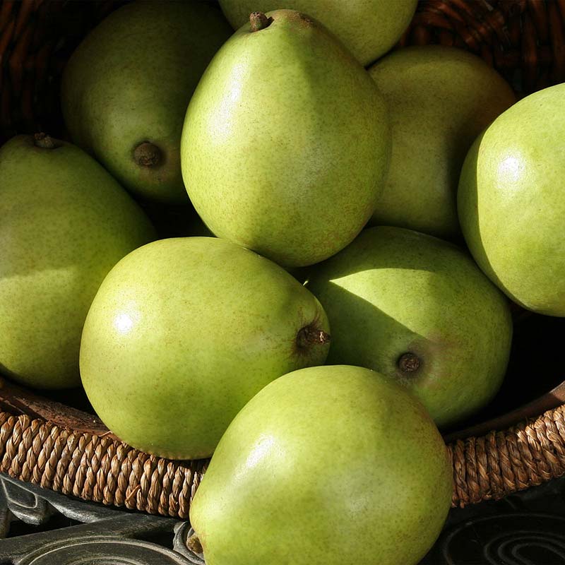https://www.thefruitcompany.com/cdn/shop/products/green-anjou-pears_4.jpg?v=1664807413