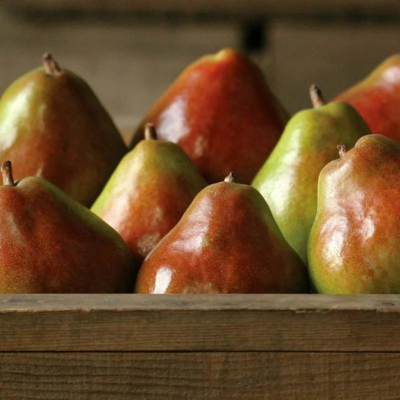 Comice Pears Showing Up in Stores - General Fruit Growing - Growing Fruit